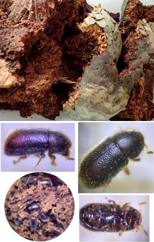 Rhopalodontus perforatus